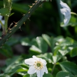 Spring flowers by John Tolliday