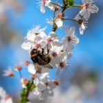 Buff Tailed Bumble bee by John Tolliday