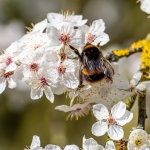 Bee on blossom by John Tolliday