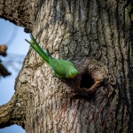 Parakeet by John Tolliday