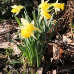 Daffodils by Chris Hawkins