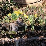 Daffodils and squirrel by Chris Hawkins