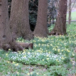 Daffodils by Chris Hawkins