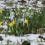 Daffodils by Chris Hawkins