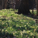 Daffodils by Chris Hawkins